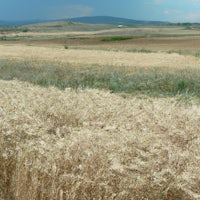 a field of wheat
